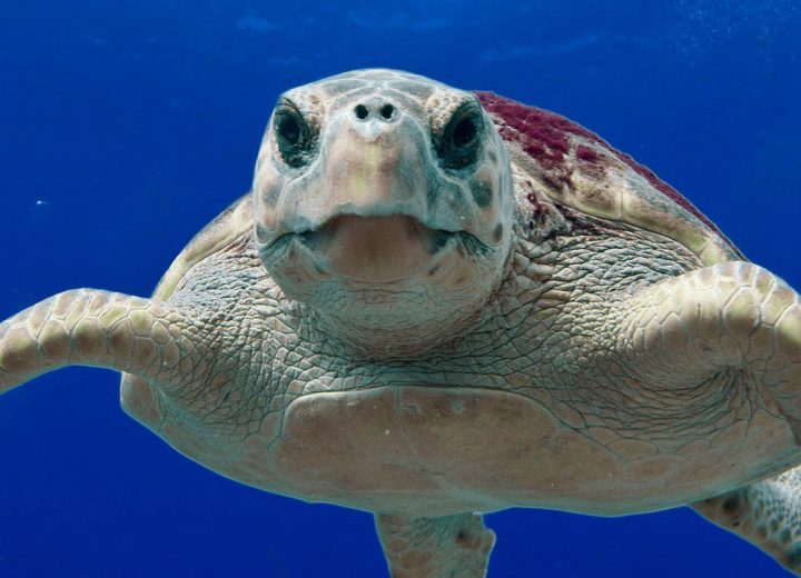 Snorkeling